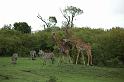Zebra & Giraffe